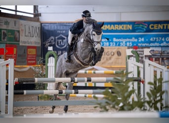 Sportivo Tedesco / Sportivo della Germania, Giumenta, 7 Anni, 179 cm, Grigio