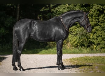 Sportivo Tedesco / Sportivo della Germania, Giumenta, 7 Anni, 182 cm, Morello
