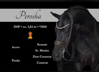 Sportivo Tedesco / Sportivo della Germania, Giumenta, 7 Anni, 182 cm, Morello