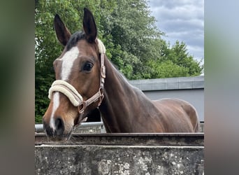Sportivo Tedesco / Sportivo della Germania, Giumenta, 8 Anni, 163 cm, Baio