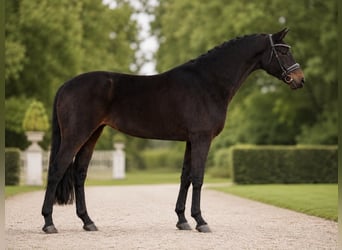 Sportivo Tedesco / Sportivo della Germania, Giumenta, 8 Anni, 165 cm, Baio