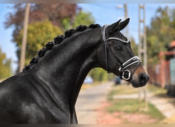 Sportivo Tedesco / Sportivo della Germania, Giumenta, 8 Anni, 165 cm, Baio