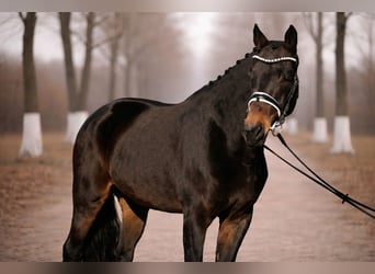 Sportivo Tedesco / Sportivo della Germania, Giumenta, 8 Anni, 165 cm, Baio