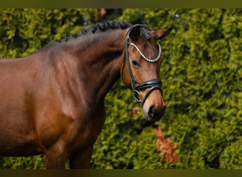 Sportivo Tedesco / Sportivo della Germania, Giumenta, 8 Anni, 166 cm, Baio