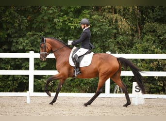 Sportivo Tedesco / Sportivo della Germania, Giumenta, 8 Anni, 166 cm, Baio