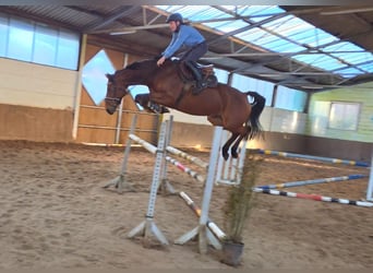 Sportivo Tedesco / Sportivo della Germania, Giumenta, 8 Anni, 167 cm, Baio