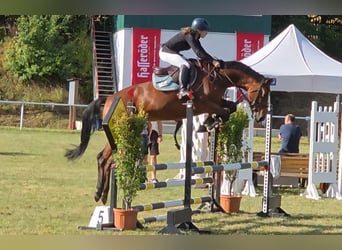 Sportivo Tedesco / Sportivo della Germania, Giumenta, 8 Anni, 167 cm, Baio