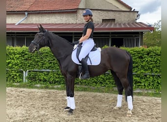 Sportivo Tedesco / Sportivo della Germania, Giumenta, 8 Anni, 168 cm, Morello
