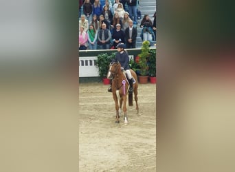 Sportivo Tedesco / Sportivo della Germania, Giumenta, 8 Anni, 169 cm, Sauro