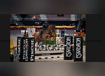 Sportivo Tedesco / Sportivo della Germania, Giumenta, 8 Anni, 169 cm, Sauro