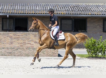 Sportivo Tedesco / Sportivo della Germania, Giumenta, 8 Anni, 169 cm, Sauro