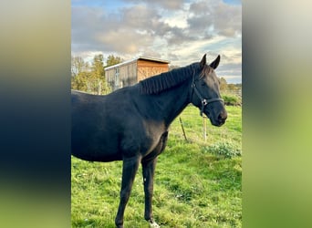 Sportivo Tedesco / Sportivo della Germania, Giumenta, 8 Anni, 172 cm, Morello