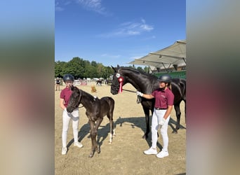 Sportivo Tedesco / Sportivo della Germania, Giumenta, 8 Anni, 172 cm, Morello