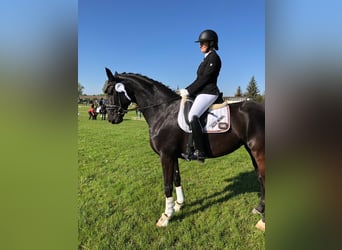 Sportivo Tedesco / Sportivo della Germania, Giumenta, 8 Anni, 172 cm, Morello