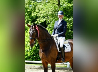 Sportivo Tedesco / Sportivo della Germania, Giumenta, 8 Anni, 173 cm, Baio