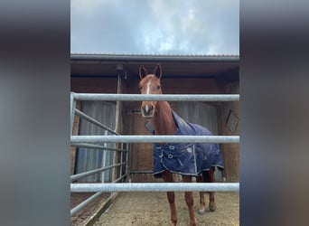 Sportivo Tedesco / Sportivo della Germania Mix, Giumenta, 9 Anni, 160 cm, Sauro
