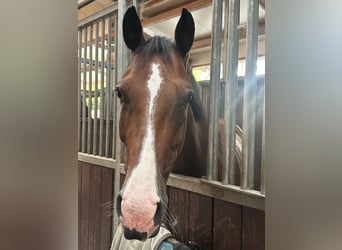 Sportivo Tedesco / Sportivo della Germania, Giumenta, 9 Anni, 164 cm, Baio