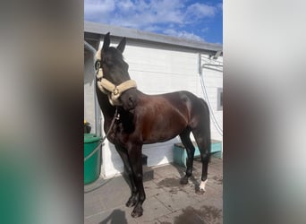 Sportivo Tedesco / Sportivo della Germania, Giumenta, 9 Anni, 166 cm, Baio nero
