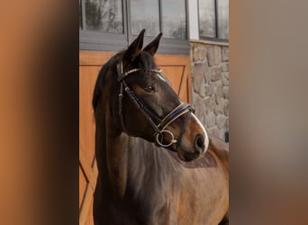 Sportivo Tedesco / Sportivo della Germania, Giumenta, 9 Anni, 168 cm, Baio scuro
