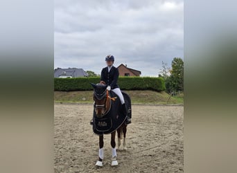 Sportivo Tedesco / Sportivo della Germania, Giumenta, 9 Anni, 168 cm, Sauro