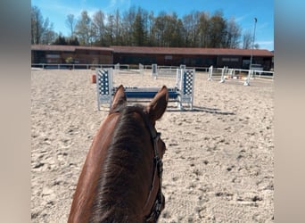 Sportivo Tedesco / Sportivo della Germania, Giumenta, 9 Anni, 168 cm, Sauro scuro