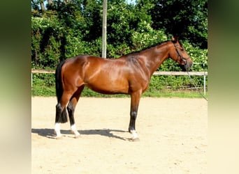 Sportivo Tedesco / Sportivo della Germania, Giumenta, 9 Anni, 170 cm, Baio