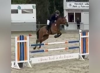 Sportivo Tedesco / Sportivo della Germania, Giumenta, 9 Anni, 176 cm, Baio