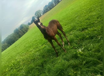 Sportivo Tedesco / Sportivo della Germania, Giumenta, Puledri (07/2026), 170 cm, Baio
