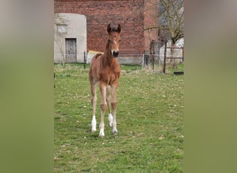 Sportivo Tedesco / Sportivo della Germania, Giumenta, Puledri (03/2026), 170 cm, Baio scuro