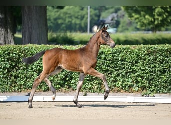 Sportivo Tedesco / Sportivo della Germania, Giumenta, Puledri (03/2025), 170 cm, Baio scuro