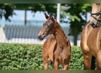 Sportivo Tedesco / Sportivo della Germania, Giumenta, Puledri (03/2025), 170 cm, Baio scuro