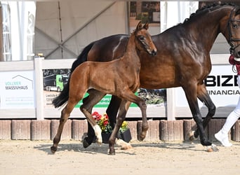 Sportivo Tedesco / Sportivo della Germania, Giumenta, Puledri (04/2025), Baio