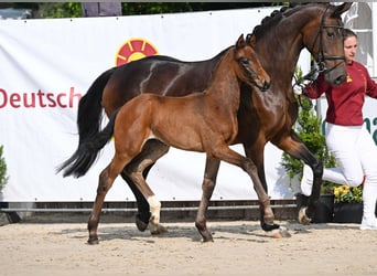 Sportivo Tedesco / Sportivo della Germania, Giumenta, Puledri (04/2025), Baio