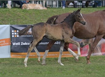 Sportivo Tedesco / Sportivo della Germania, Giumenta, Puledri (04/2025), Baio scuro