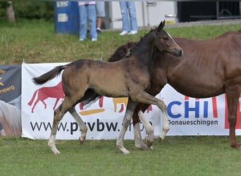 Sportivo Tedesco / Sportivo della Germania, Giumenta, Puledri (04/2025), Baio scuro