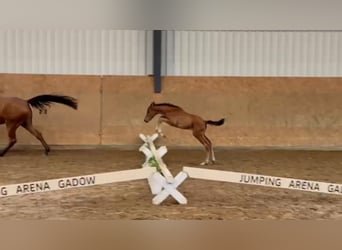 Sportivo Tedesco / Sportivo della Germania, Giumenta, Puledri (04/2026)