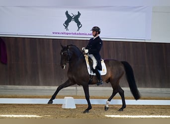 Sportivo Tedesco / Sportivo della Germania, Stallone, 12 Anni, 168 cm, Baio scuro
