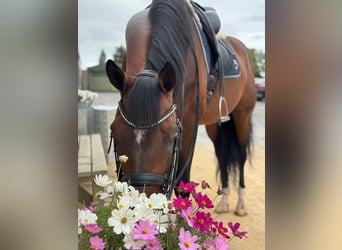 Sportivo Tedesco / Sportivo della Germania, Stallone, 12 Anni, 173 cm, Baio