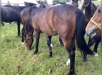 Sportivo Tedesco / Sportivo della Germania, Stallone, 1 Anno, 170 cm, Baio