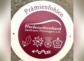 Sportivo Tedesco / Sportivo della Germania, Stallone, 1 Anno, 170 cm, Morello