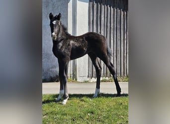 Sportivo Tedesco / Sportivo della Germania, Stallone, 1 Anno, 170 cm, Può diventare grigio