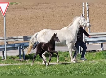 Sportivo Tedesco / Sportivo della Germania, Stallone, 1 Anno, 170 cm, Può diventare grigio