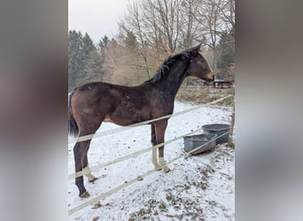 Sportivo Tedesco / Sportivo della Germania, Stallone, 1 Anno, Baio