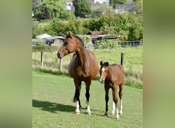 Sportivo Tedesco / Sportivo della Germania, Stallone, 1 Anno, Baio