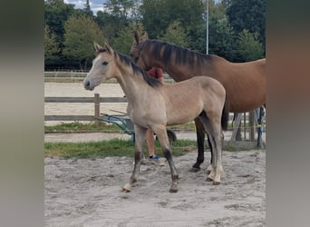 Sportivo Tedesco / Sportivo della Germania, Stallone, 1 Anno, Può diventare grigio