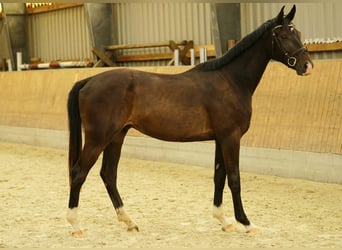 Sportivo Tedesco / Sportivo della Germania, Stallone, 2 Anni, 160 cm, Baio scuro