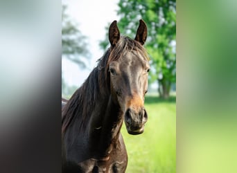 Sportivo Tedesco / Sportivo della Germania, Stallone, 2 Anni, 163 cm, Baio scuro