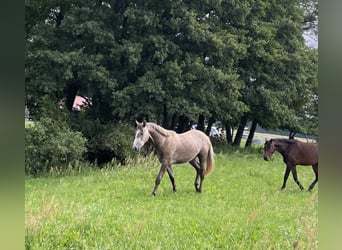 Sportivo Tedesco / Sportivo della Germania, Stallone, 2 Anni, 165 cm, Grigio
