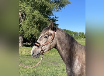 Sportivo Tedesco / Sportivo della Germania, Stallone, 2 Anni, 165 cm, Grigio