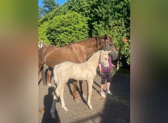 Sportivo Tedesco / Sportivo della Germania, Stallone, 2 Anni, 167 cm, Palomino
